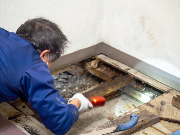 Best Post-Flood Mold Remediation in Clearlake, CA