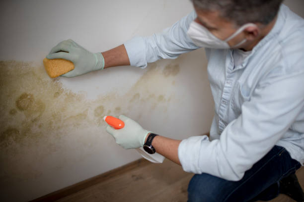 Best Emergency Mold Remediation in Clearlake, CA