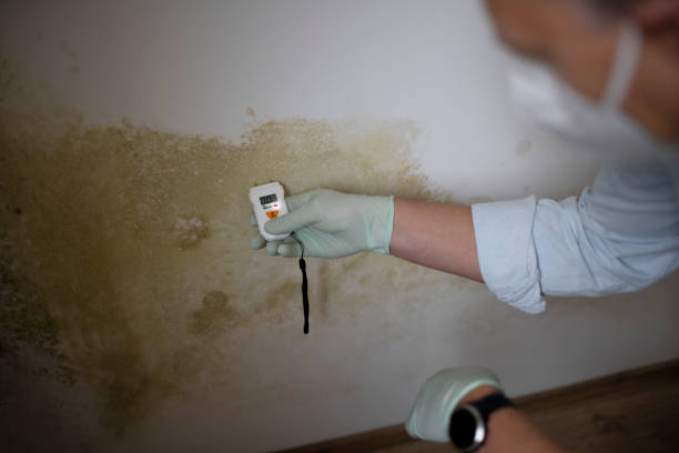 Best Attic Mold Remediation in Clearlake, CA